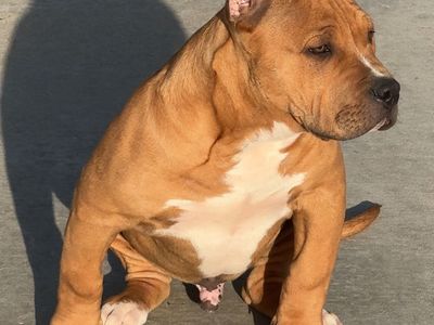 American Bully Puppies!