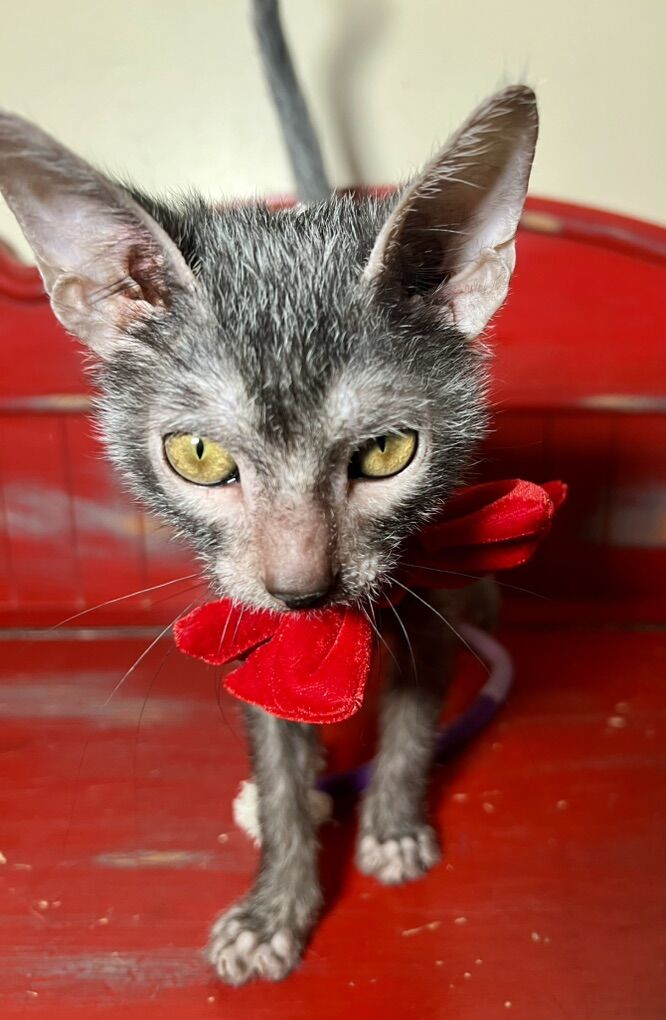 Black Roan Lykoi Male Kitten