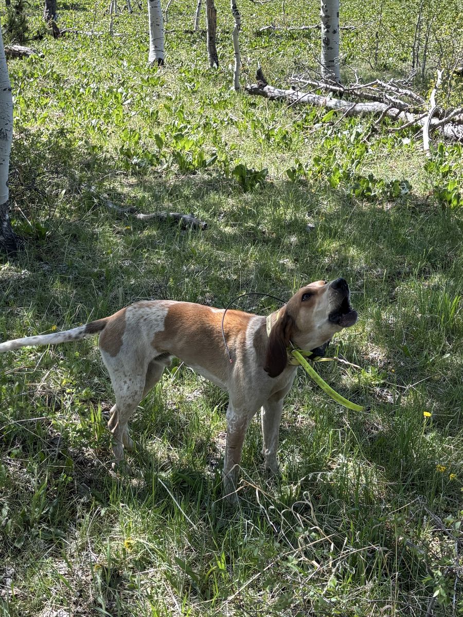 Two red tick coonhounds