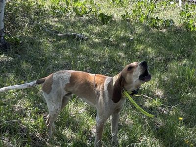 Two red tick coonhounds