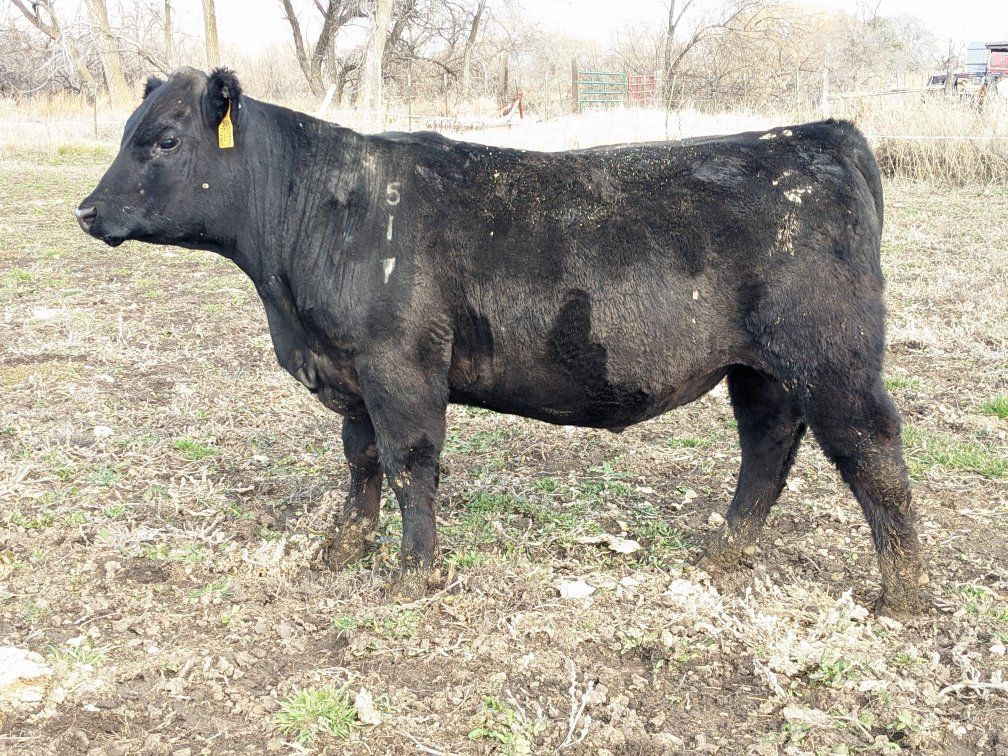 Commercial Angus Bull