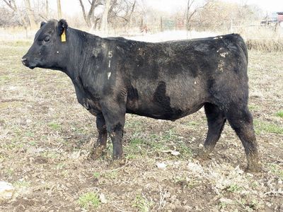 Commercial Angus Bull