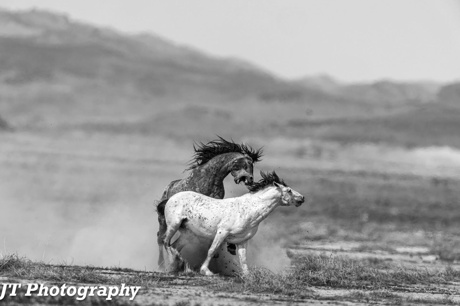 pictures any size wild horses Onaqui herd