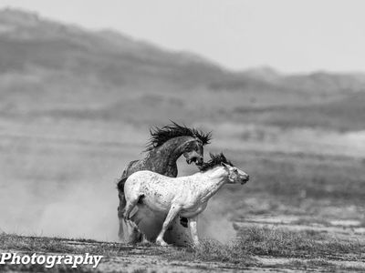 pictures any size wild horses Onaqui herd