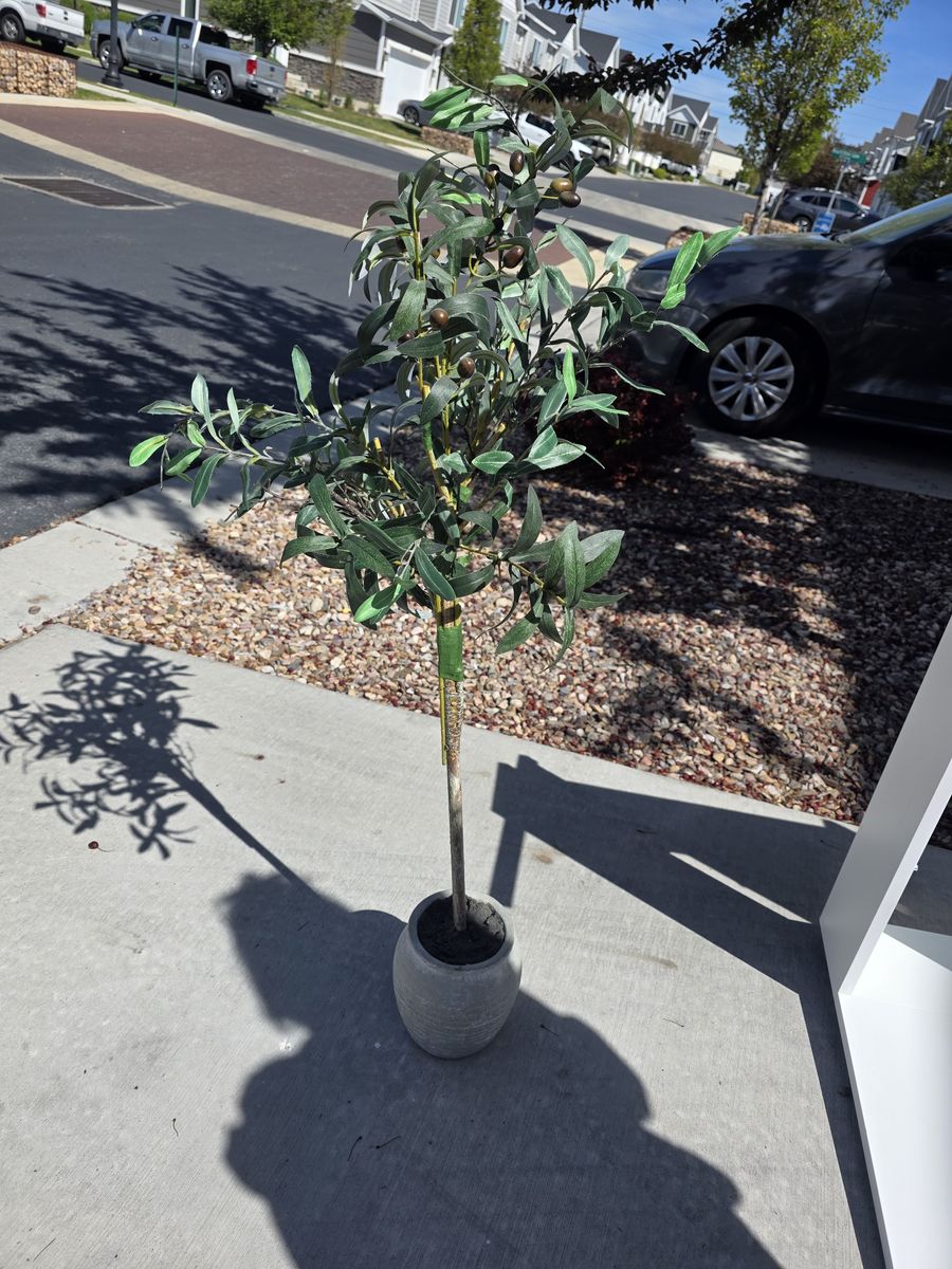 Small Olive Tree