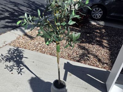 ARTIFICAL Small Olive Tree