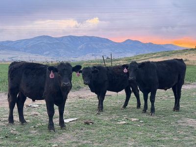 700lb Black Angus Steers