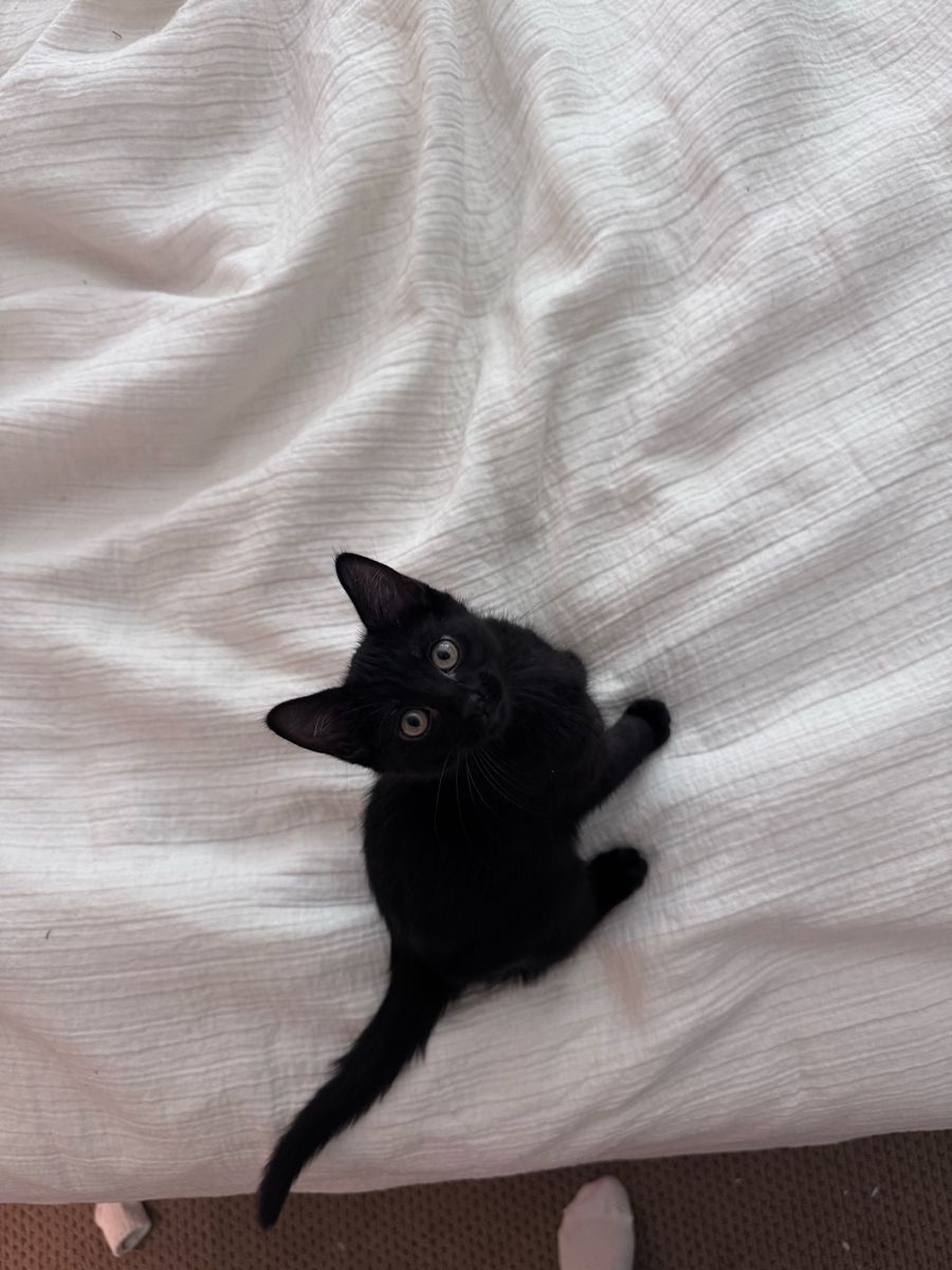 Super friendly Black female kitten