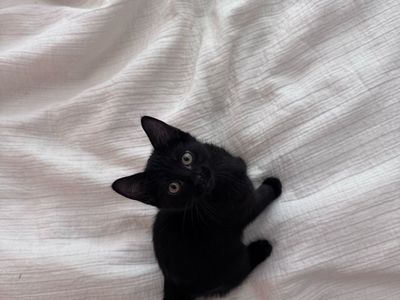 Super friendly Black female kitten