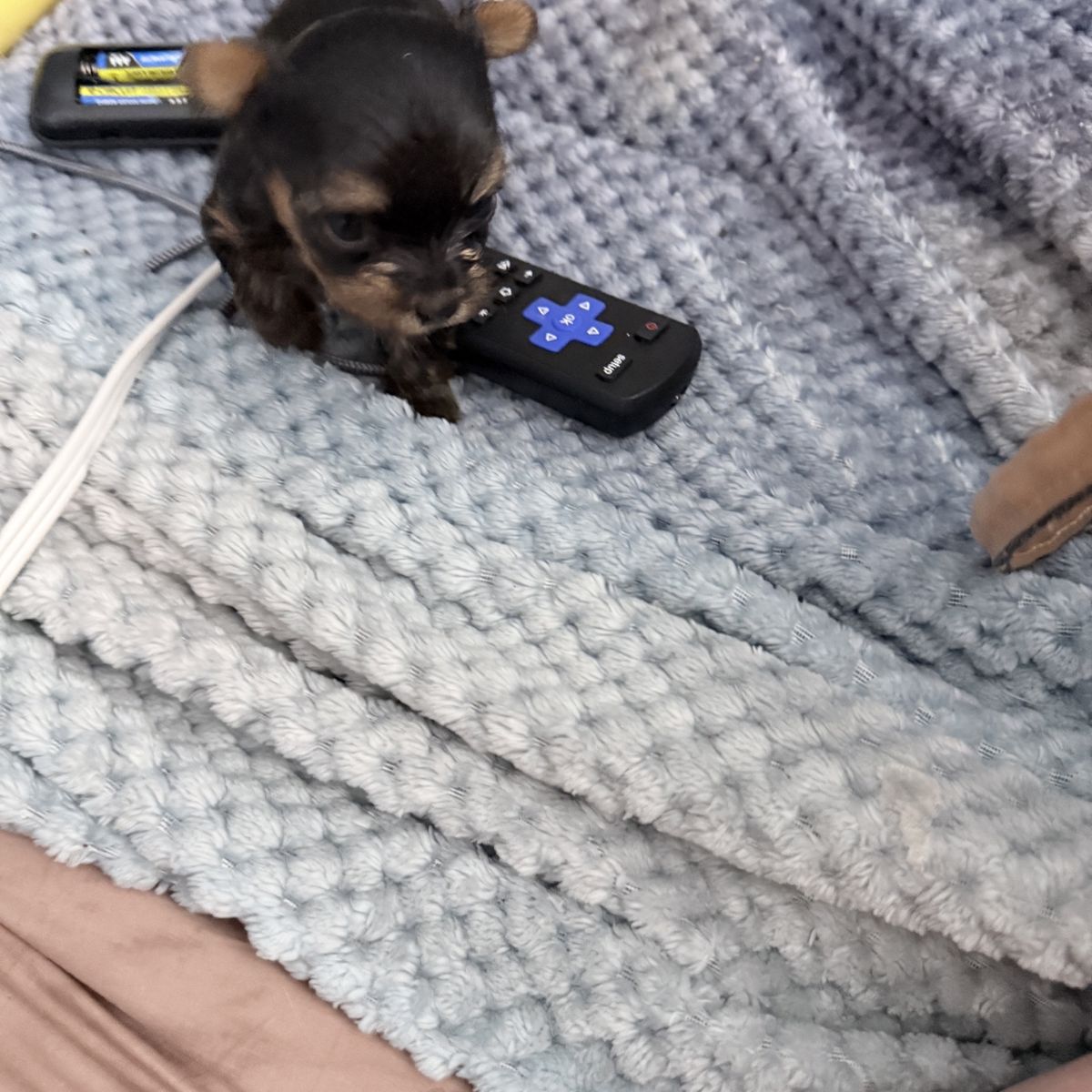 Purebred Teacup Yorkshire Terrier Puppy - 8 Weeks, 1lb, Black & Tan