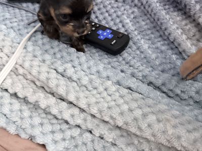 Purebred Teacup Yorkshire Terrier Puppy - 8 Weeks, 1lb, Black & Tan