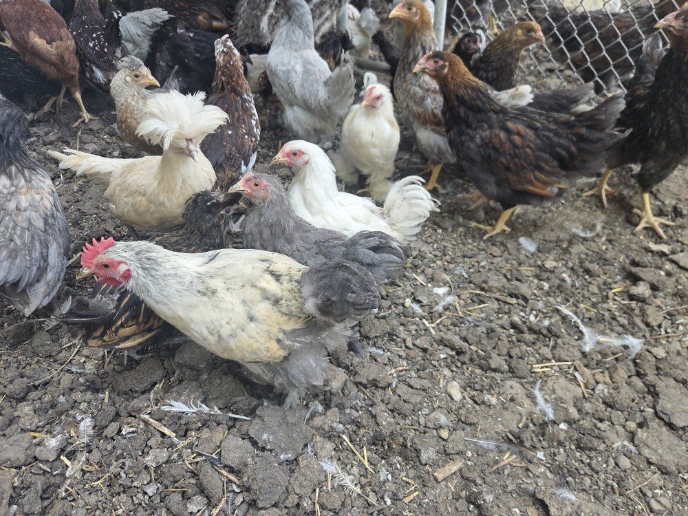 COOP READY CHICKS