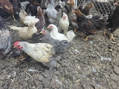 COOP READY CHICKS