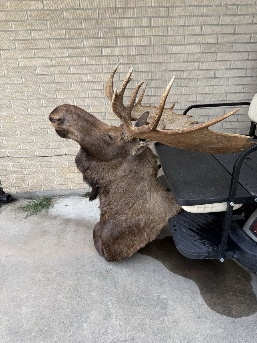 Alaskan moose 