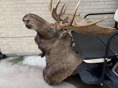 Alaskan moose