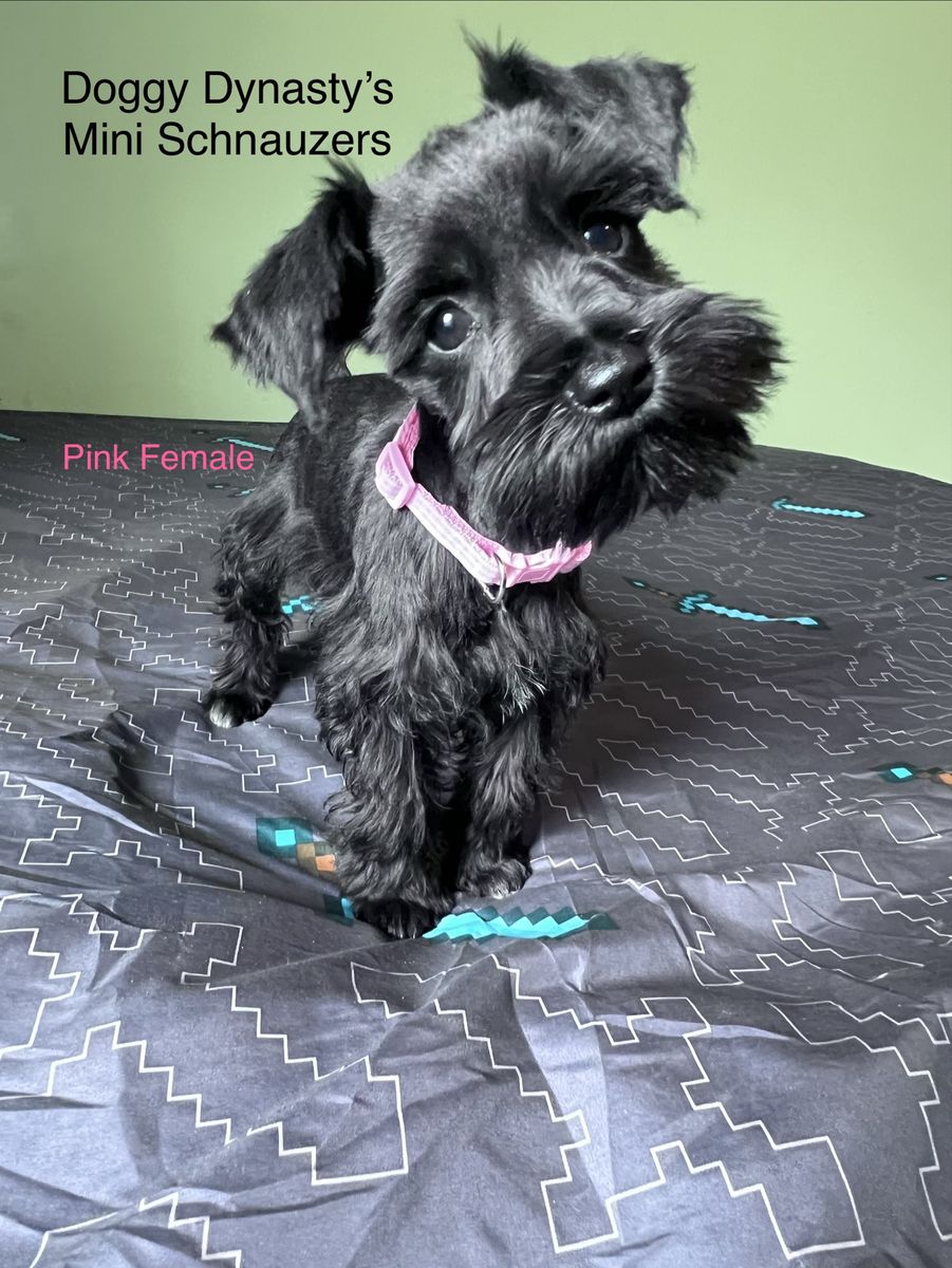 Mini Schnauzer Puppies