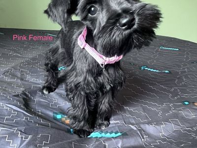 Mini Schnauzer Puppies