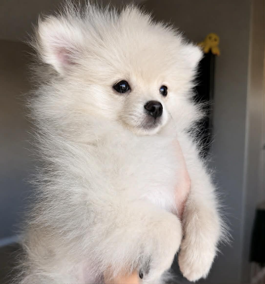 Pomeranian Puppy