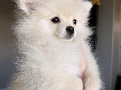 Pomeranian Puppy