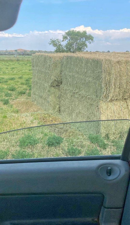 Alfalfa hay bales