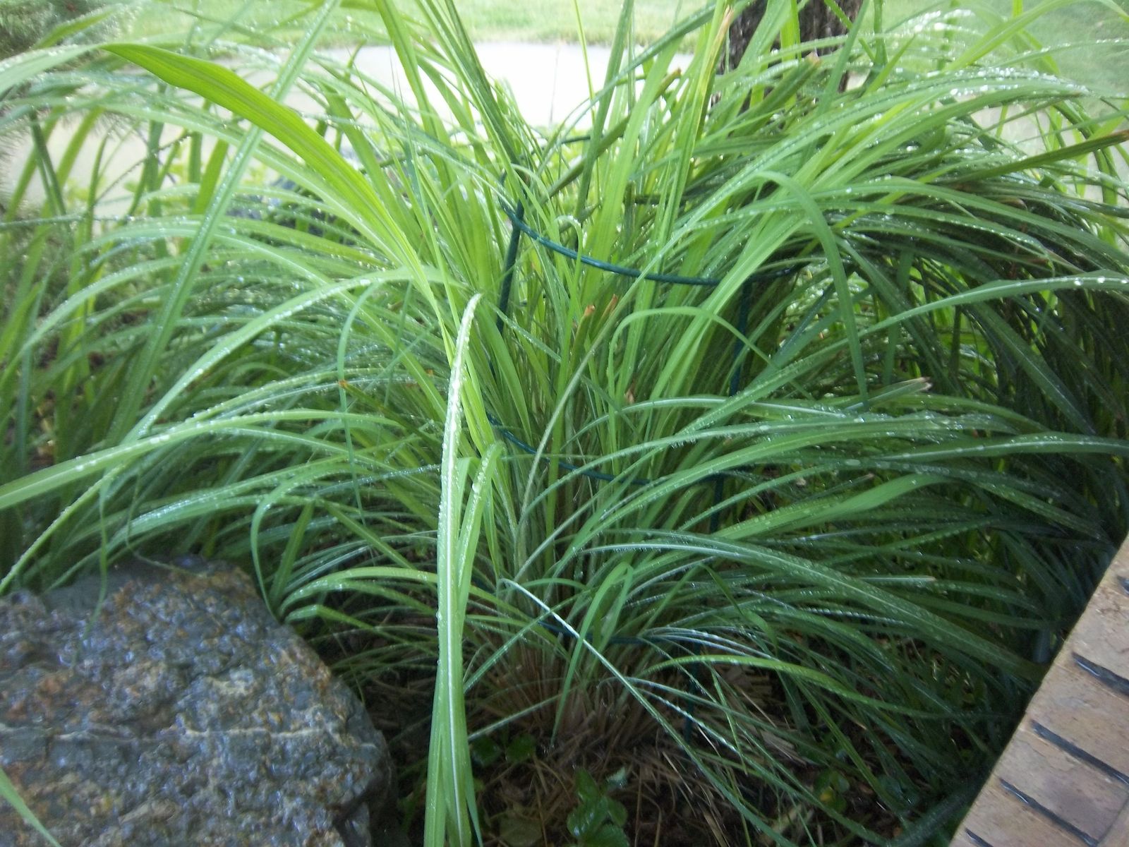 Pampas Grass