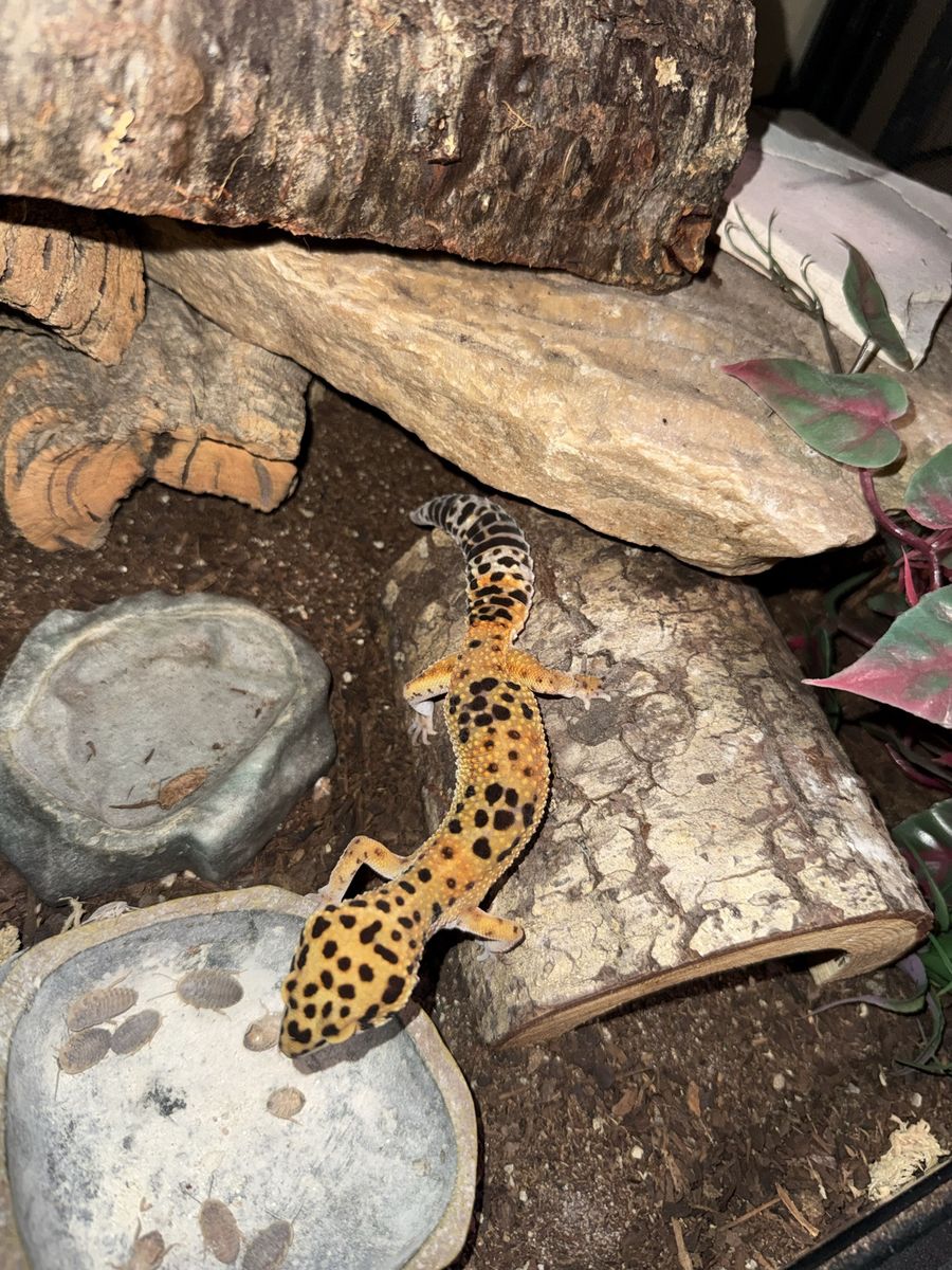 Leopard Gecko