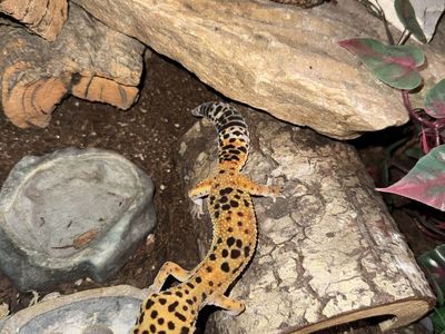 Leopard Gecko