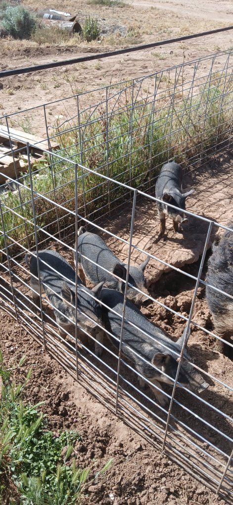 Pure Mangalitsa Weaners for sale.