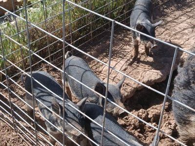 Pure Mangalitsa Weaners for sale.