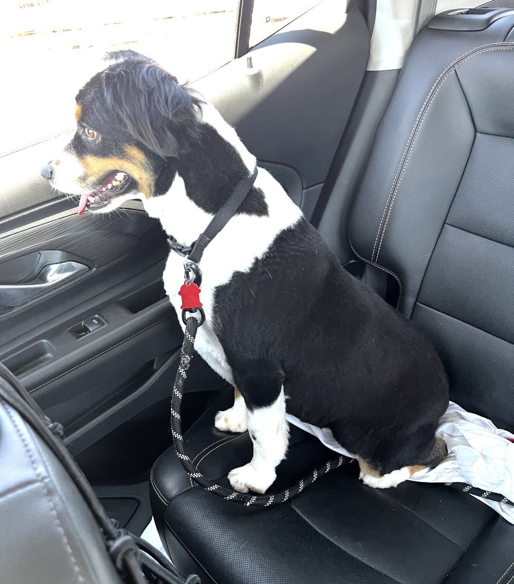 Miniature Australian Shepherd Dog - Black Tri-Color