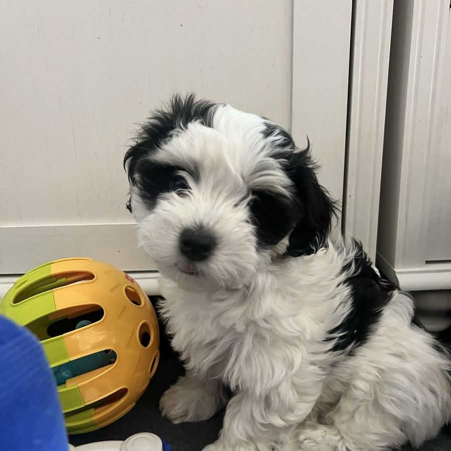Havanese Puppies