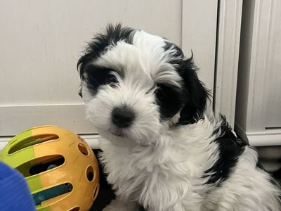 Havanese Puppies