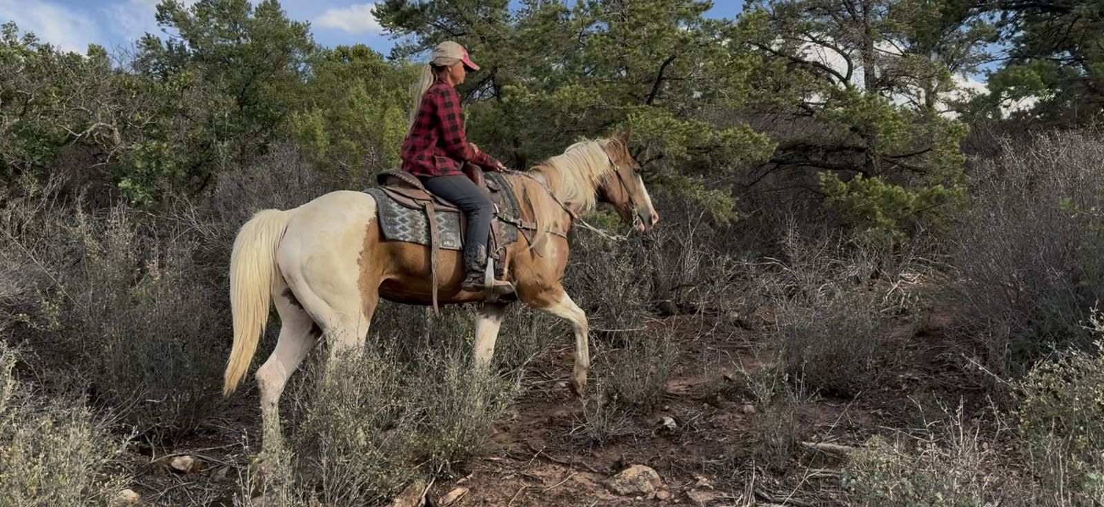 Fun solid broke paint gelding!