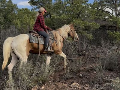 Fun solid broke paint gelding!
