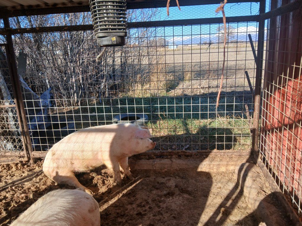 Pigs