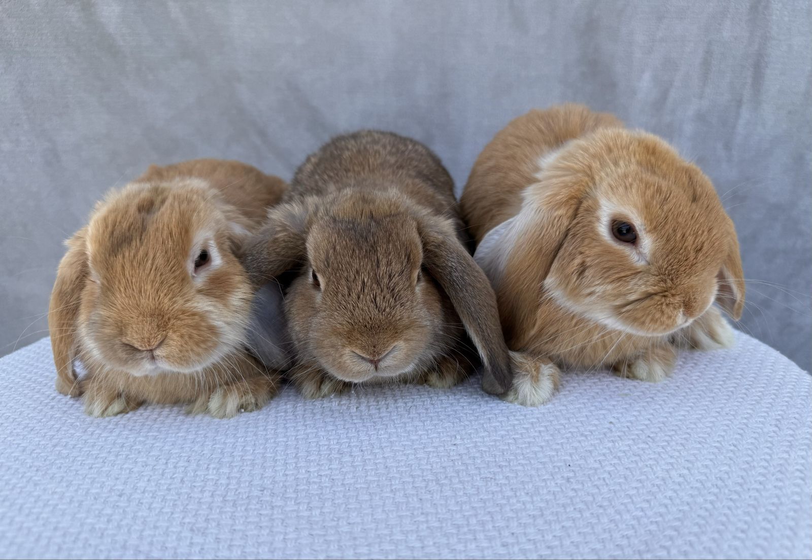 Sweet Holland lops bucks!
