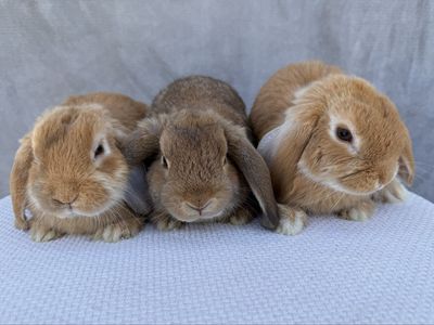 Sweet Holland lops bucks!