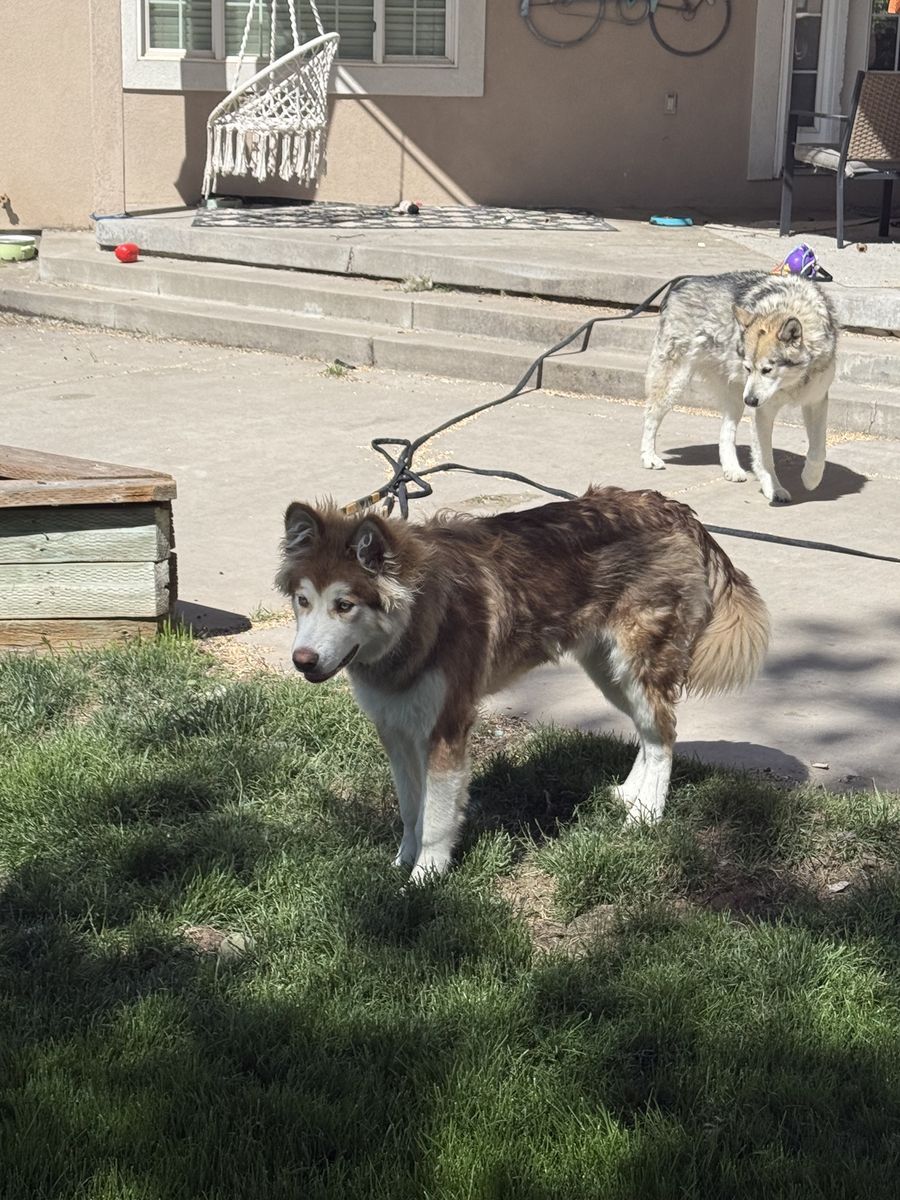Malamute/Husky Free to Good Home