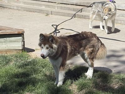 Malamute/Husky Free to Good Home