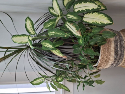 Multiple plants in basket