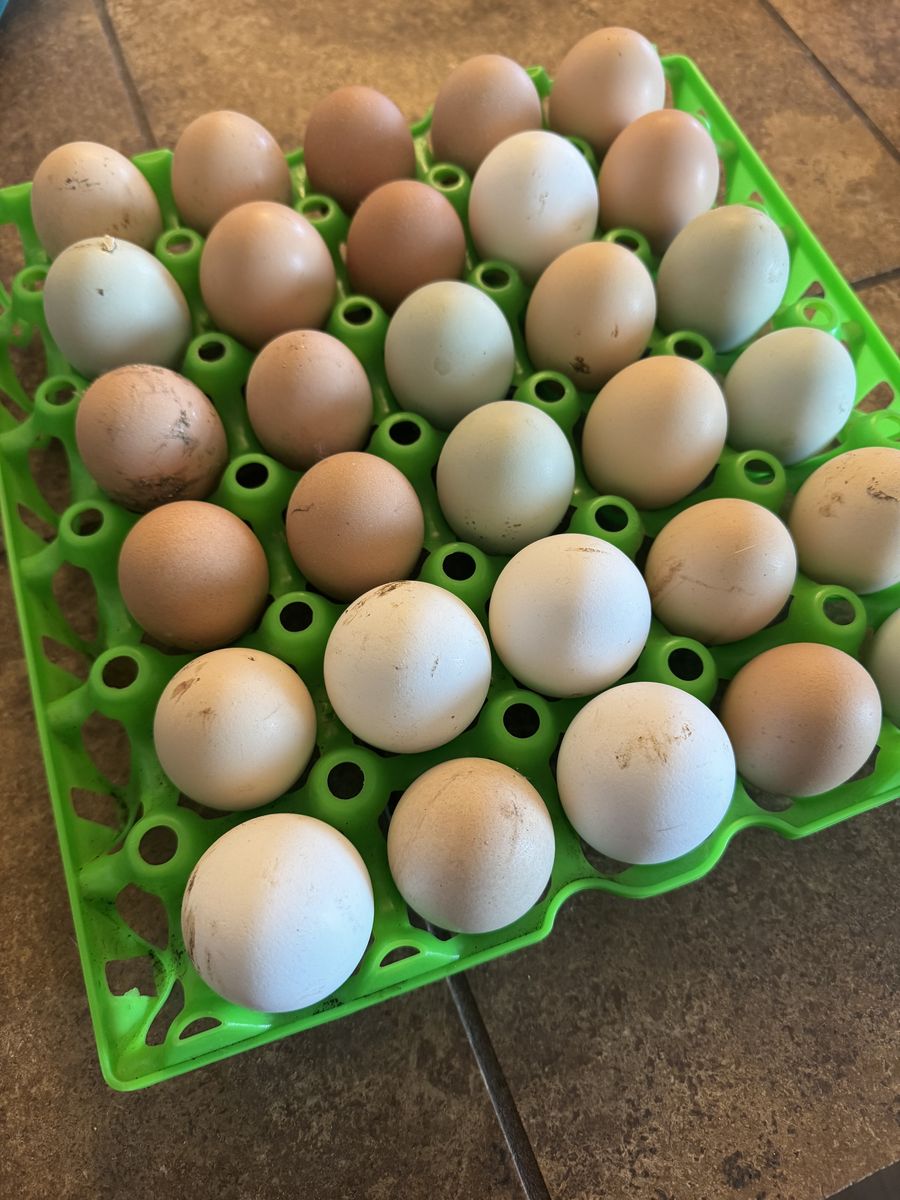 Farm Fresh Eggs