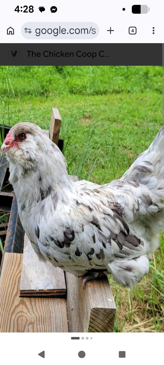 chickens