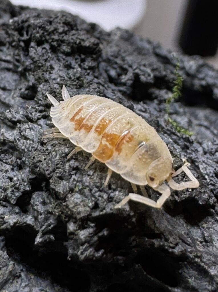 Orange Dalmatian Isopods