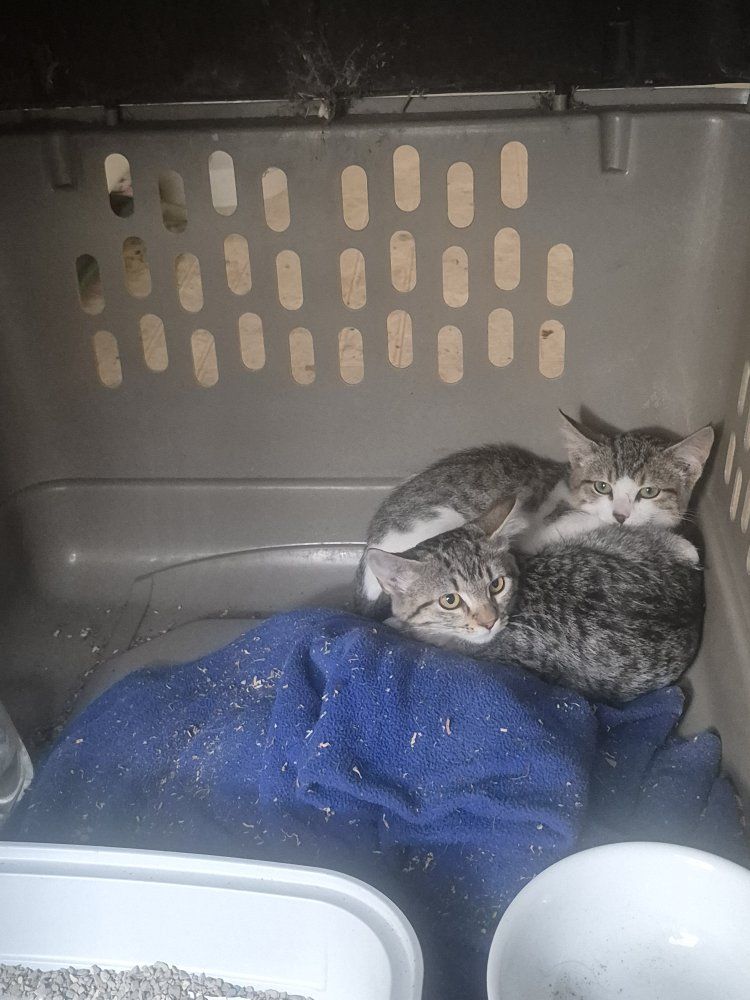 kittens