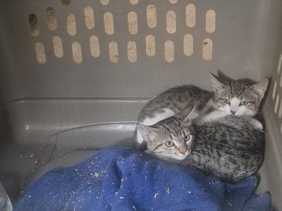 kittens
