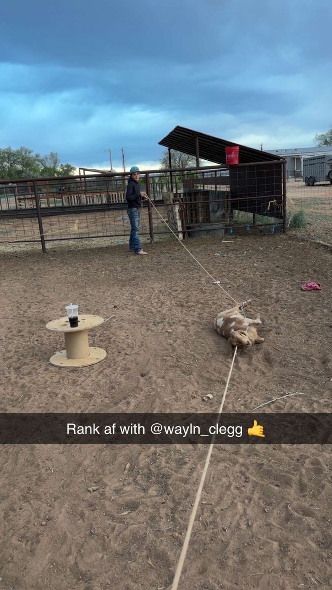 Goat/sheep/donkey/ponie feet trimming