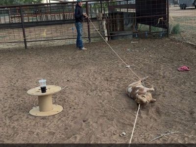Goat/sheep/donkey/ponie feet trimming
