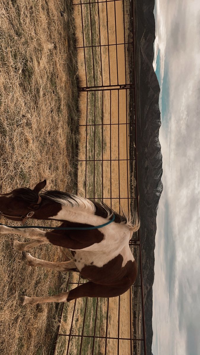 Paint Filly