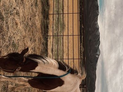 Paint Filly
