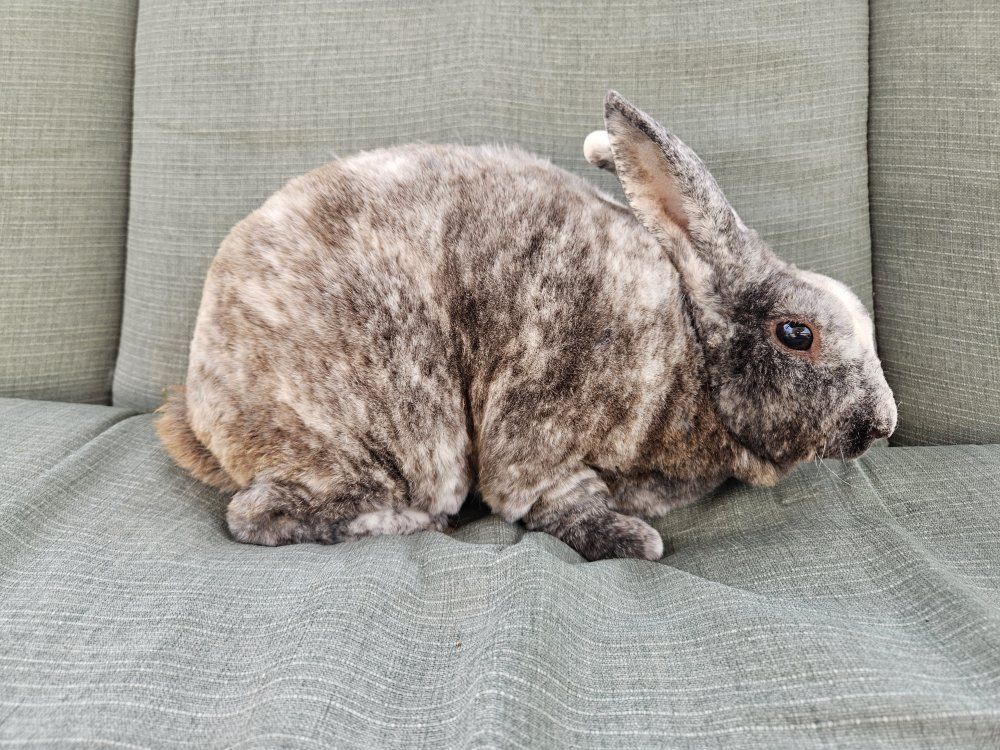 Full-pedigreed Mini Rex Magpie Male
